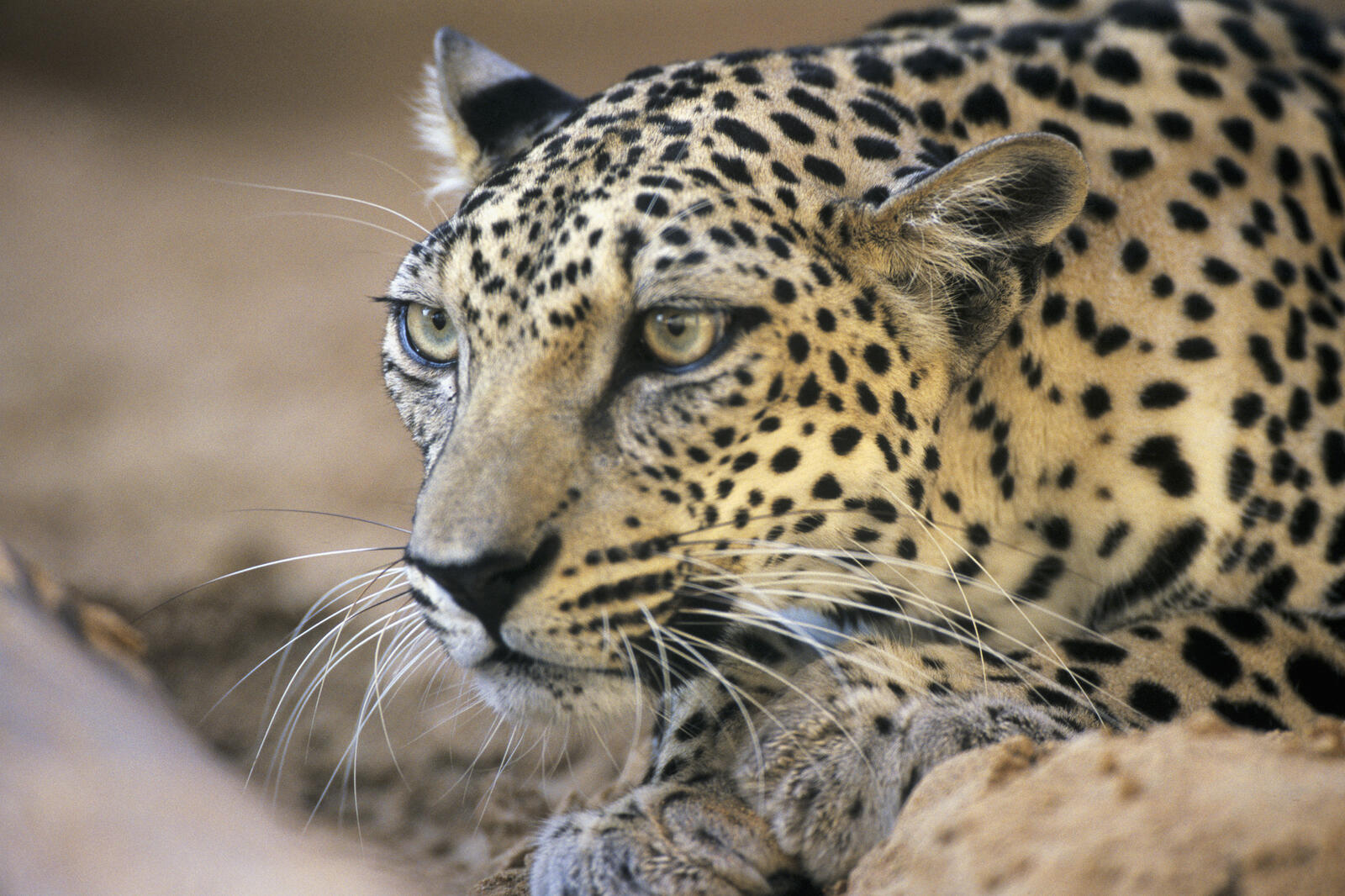 Arabian Leopard Banner